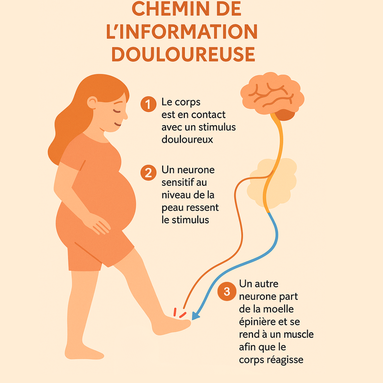 Chelin de la douleur. Article douleurs de l'accouchement