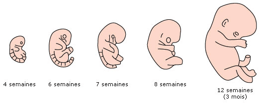 Développement du fœtus durant le 1er trimestre de grossesse